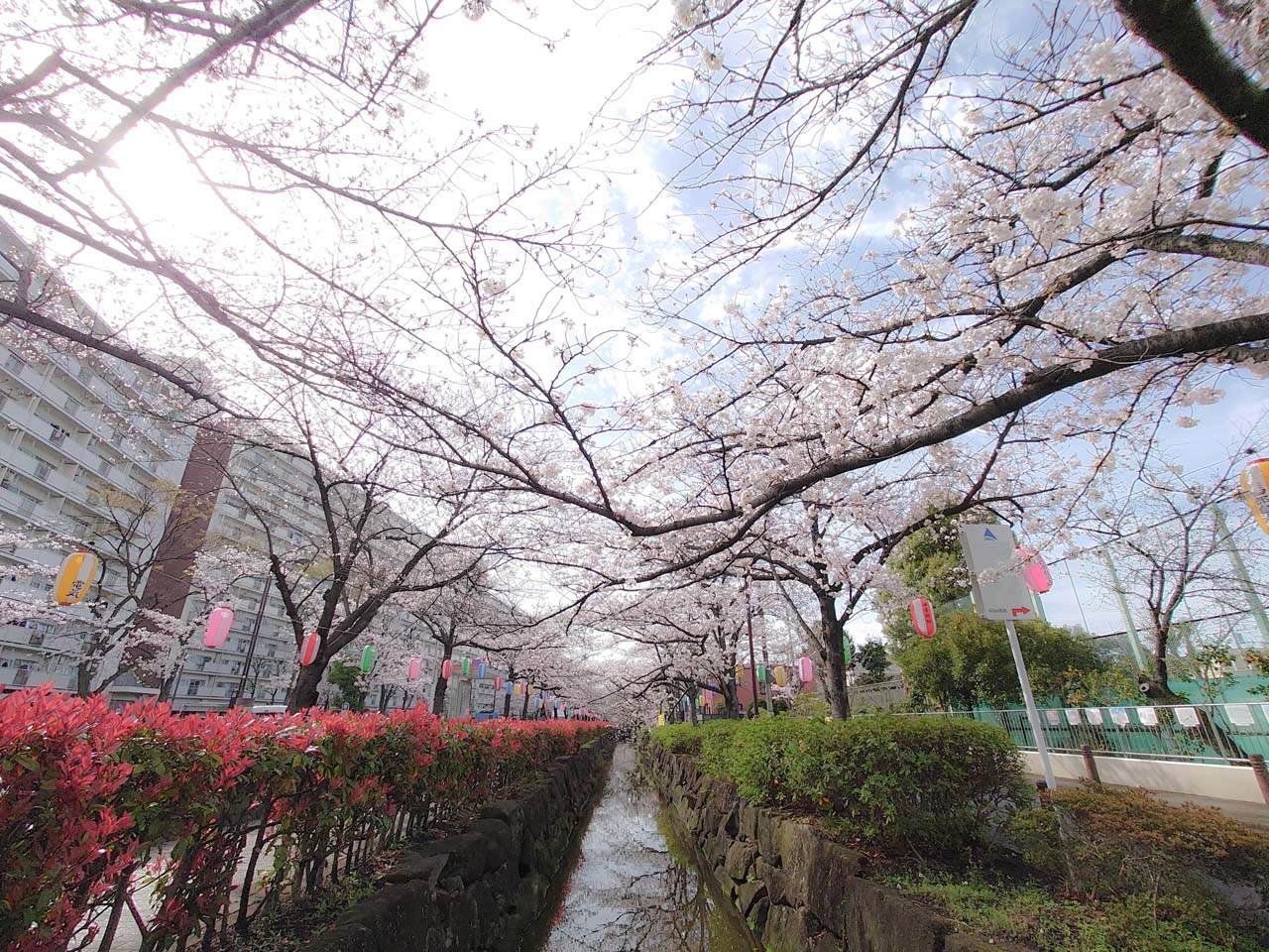 sony xperia1Ⅱの桜画像