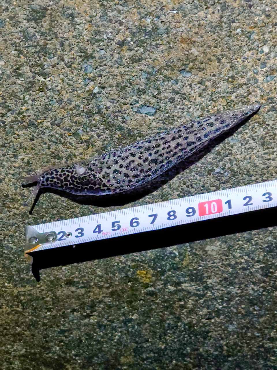 マダラコウラナメクジに食塩や殺虫剤をかけてみましたが、全く効果がありませんでした。今年はマダラコウラナメクジを975匹やっつけましたが、来年は1000匹を目指します