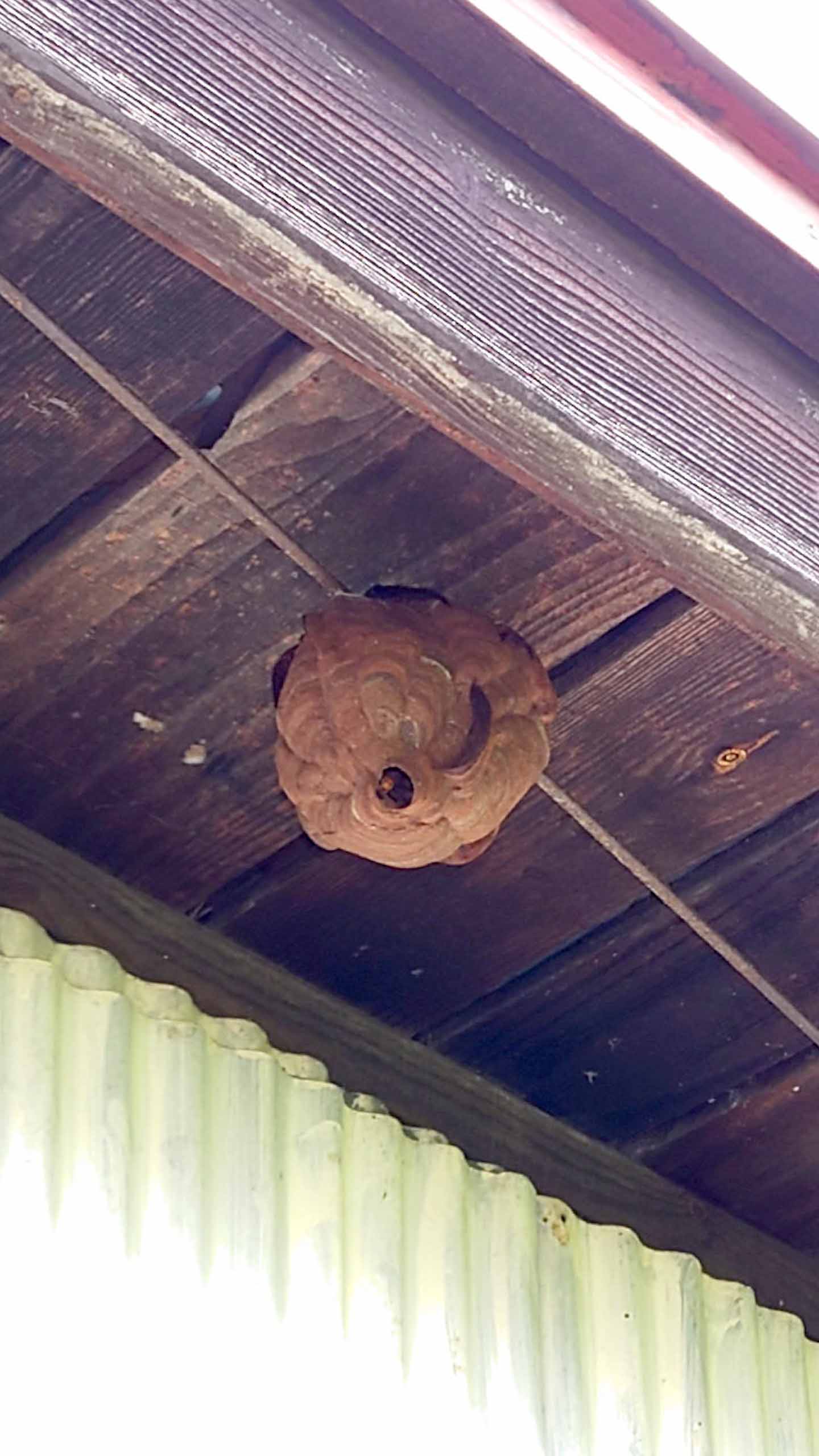 コガタスズメバチを退治してみた