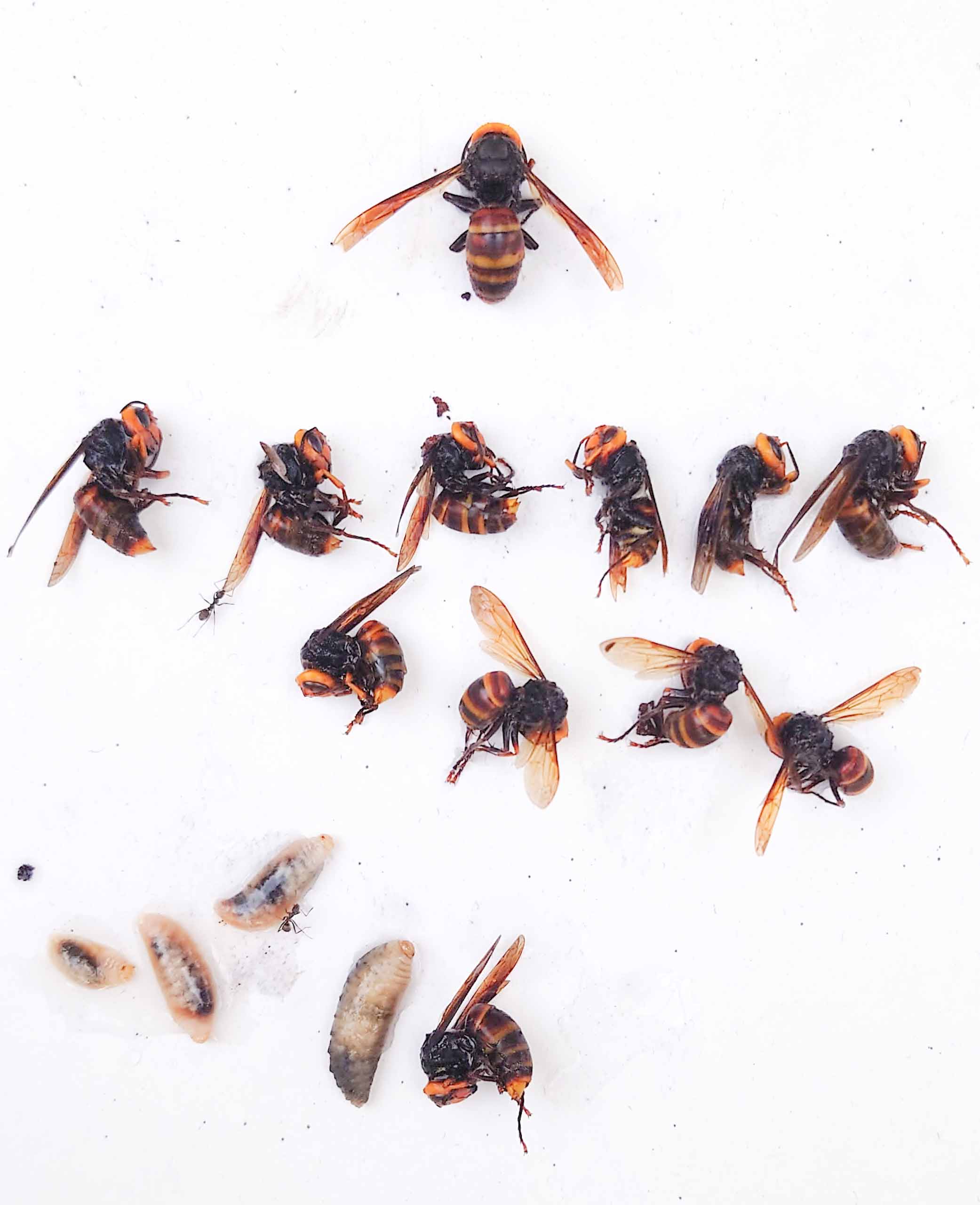 コガタスズメバチを退治してみた