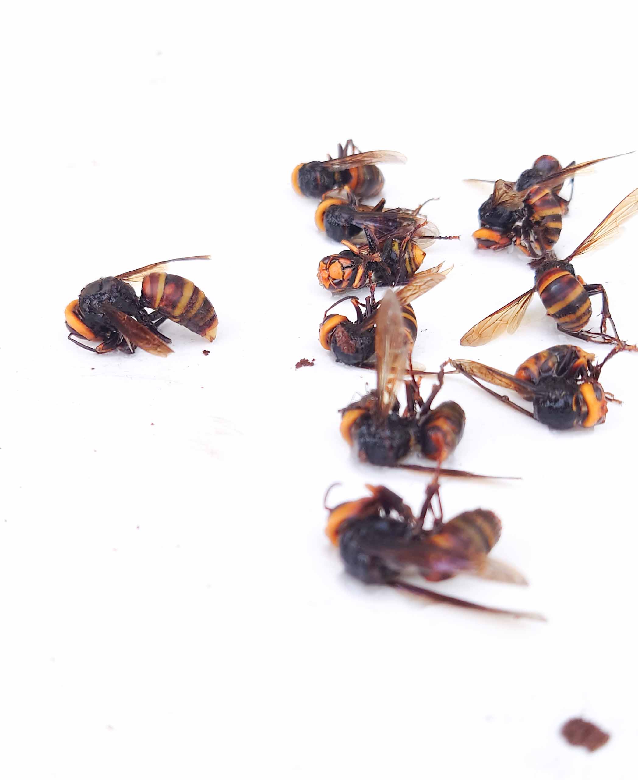 コガタスズメバチを退治してみた