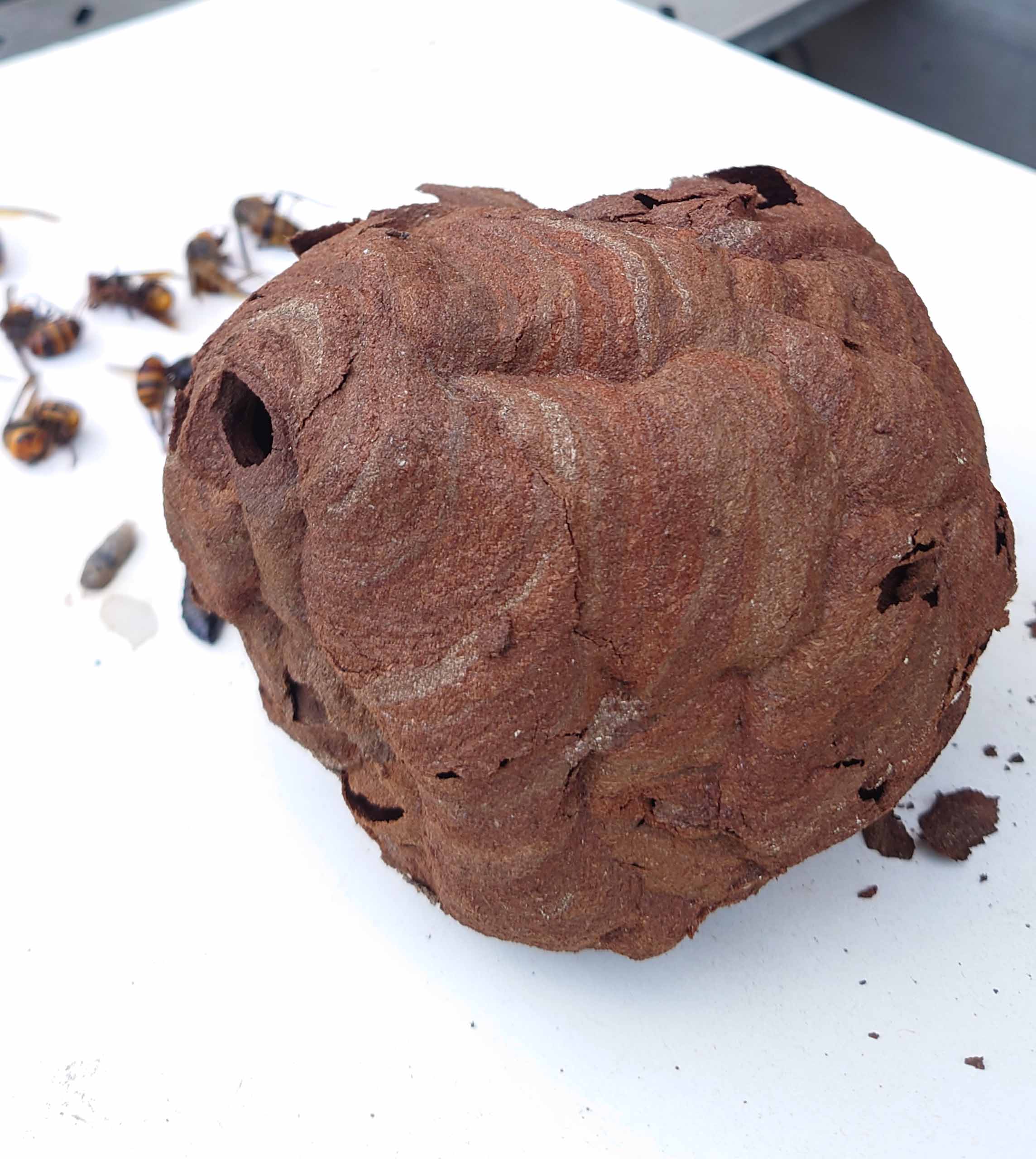 コガタスズメバチを退治してみた