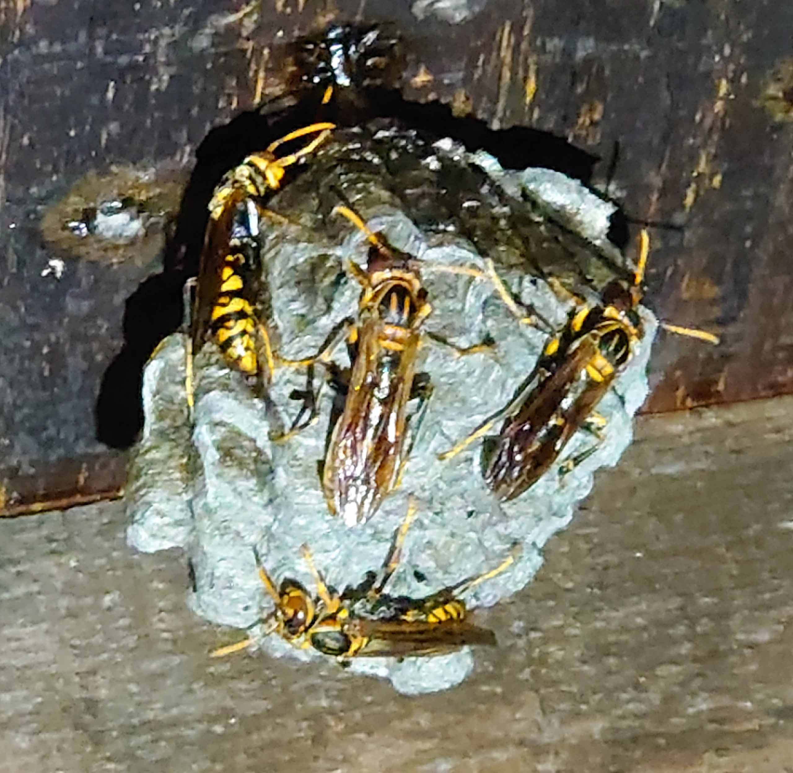 キアシナガバチも発生した