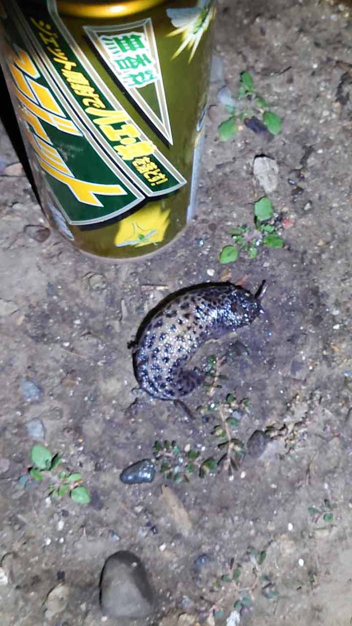 マダラコウラナメクジに食塩や殺虫剤をかけてみましたが、全く効果がありませんでした。今年はマダラコウラナメクジを975匹やっつけましたが、来年は1000匹を目指します