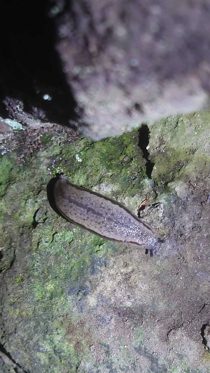 マダラコウラナメクジに食塩や殺虫剤をかけてみましたが、全く効果がありませんでした。今年はマダラコウラナメクジを975匹やっつけましたが、来年は1000匹を目指します