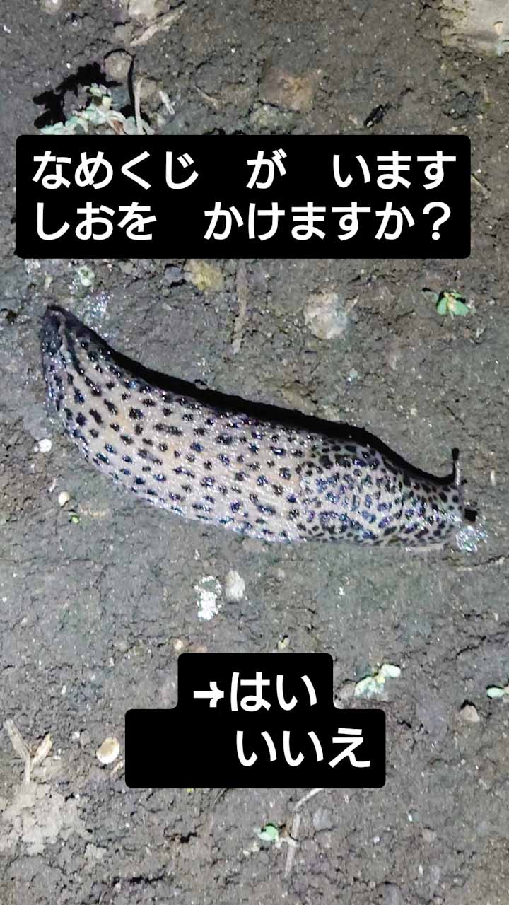 マダラコウラナメクジに食塩や殺虫剤をかけてみましたが、全く効果がありませんでした。今年はマダラコウラナメクジを975匹やっつけましたが、来年は1000匹を目指します