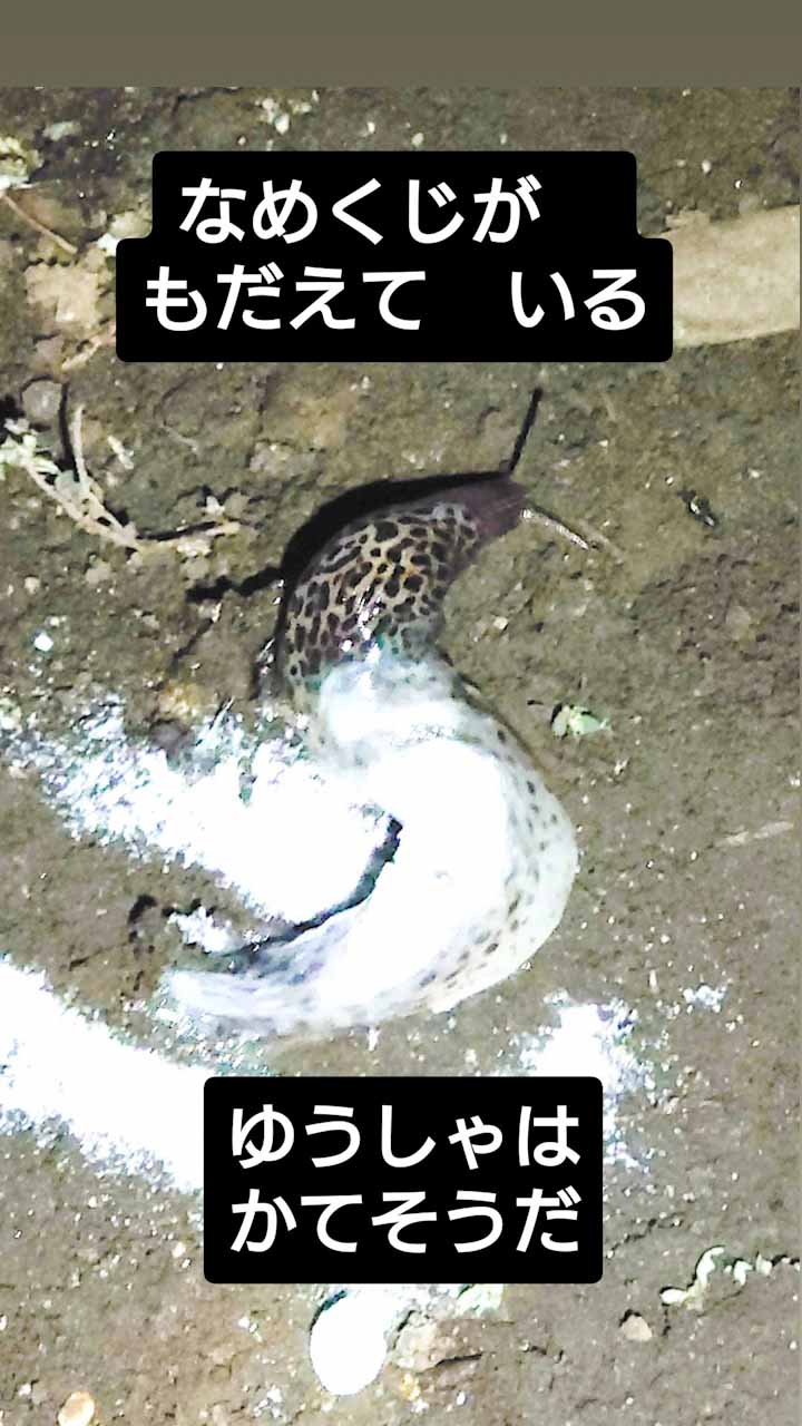 マダラコウラナメクジに食塩や殺虫剤をかけてみましたが、全く効果がありませんでした。今年はマダラコウラナメクジを975匹やっつけましたが、来年は1000匹を目指します