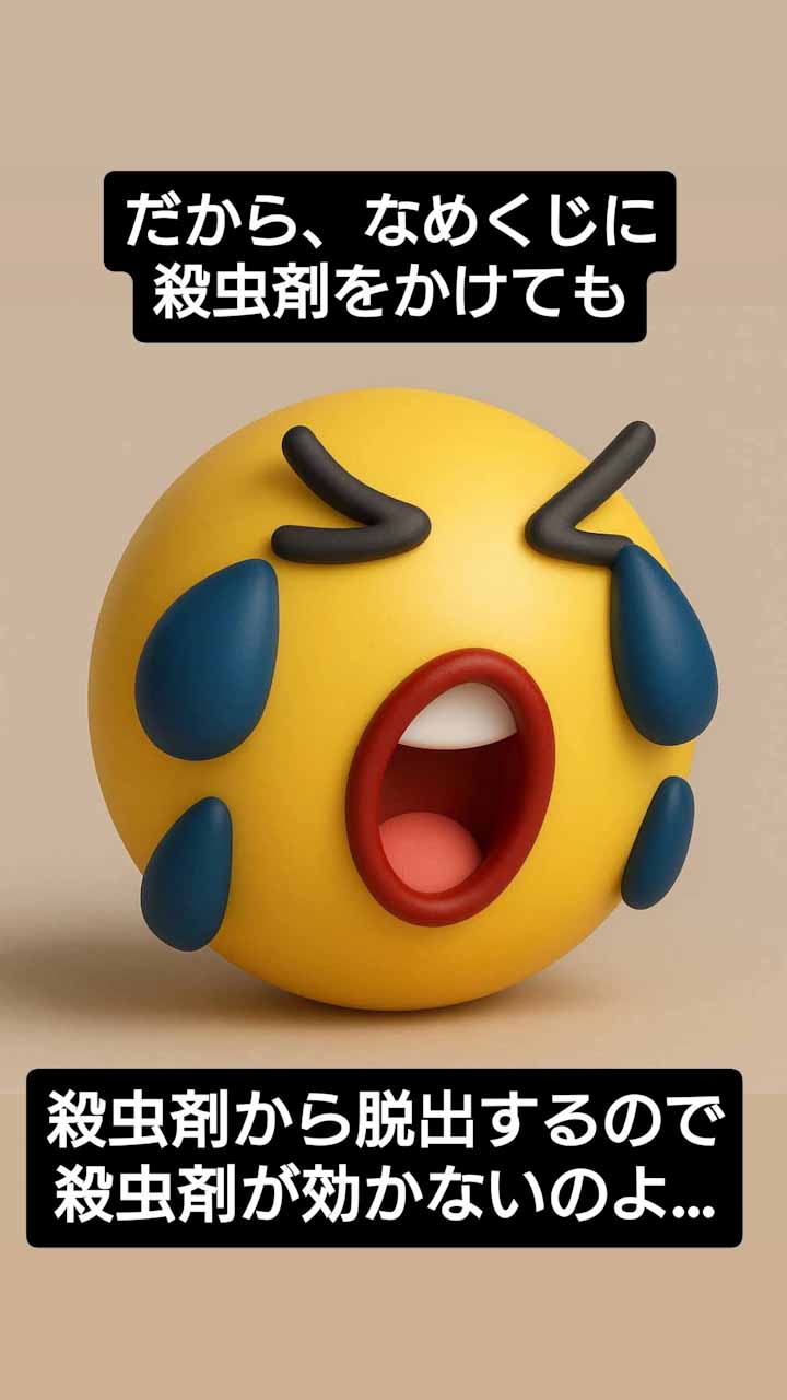 マダラコウラナメクジに食塩や殺虫剤をかけてみましたが、全く効果がありませんでした。今年はマダラコウラナメクジを975匹やっつけましたが、来年は1000匹を目指します